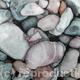 Pebbles and Pink Shell