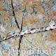Lichen Web