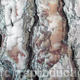 Rust Bark