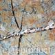 Lichen Web