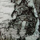 silver bark