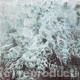Ice I
