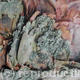 Lichen and Bark