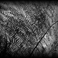 Ferns