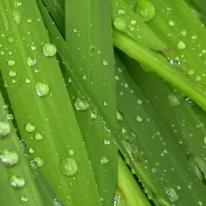 Raindrops