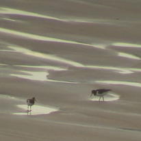 Foraging at low tide
