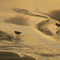 At the edge of the tide