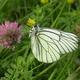 Black-veined white