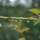 Raindrops on rose stem