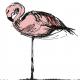 Drawings: Flamingo at…
