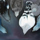 Pigeons feeding 2