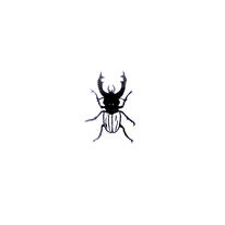 Stag Beetle 