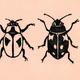 Four Bugs on Pink