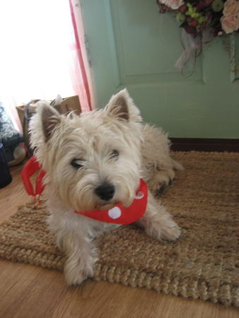 poppy