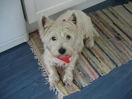 posy