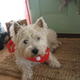 poppy | | | poppy