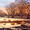 February Forest with…