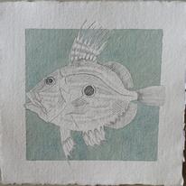 John Dory