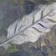 Feather | £150 | 66 x 50cm | Oil on Canvas Feather