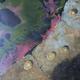 Limpets