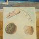Specimen Table - North | £100 | | Oil on Canvas Specimen Table - North