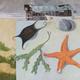 Specimen Table - North… | £100 | | Oil on Canvas Specimen Table - North…