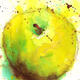 Green Apple