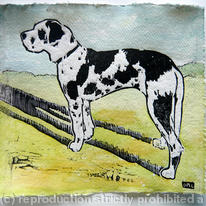 rosie the harlequin great dane in colour-1
