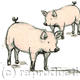 Two Piggies | £3 | 13 x 13cm | Digital print Two Piggies