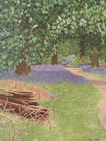 Bluebell Walk