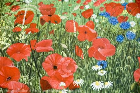 Poppyfield