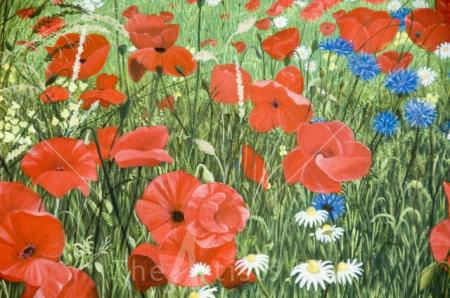 Poppyfield