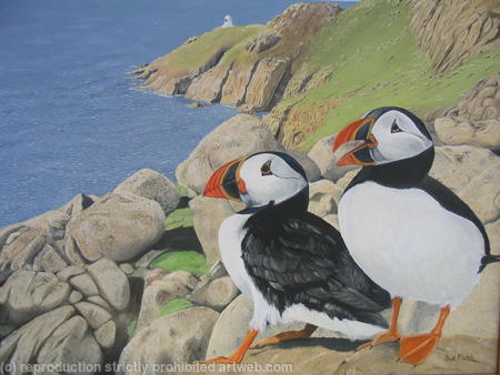 Puffins