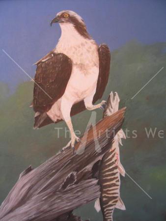 Osprey