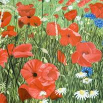 Poppyfield