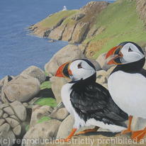 Puffins