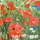 Poppyfield