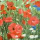 Poppyfield