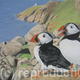 Puffins