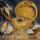 watching lunar hare…