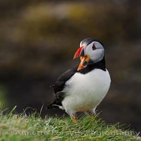 Puffin on Lunga