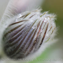 Delicate Pulsatilla Bud with Morning Dew