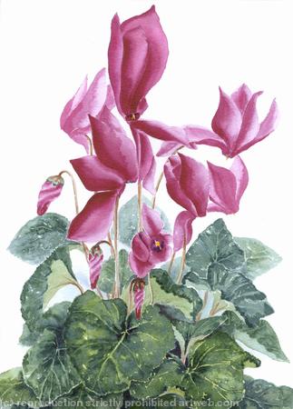 Sue Percy Flower