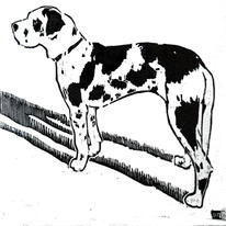 Drusilla Cole rosie the harlequin great dane