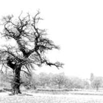 David Bunyan Old Oak at Lingen