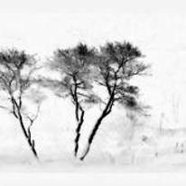 David Bunyan 'Three Trees'