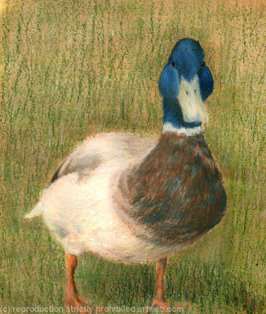 Mallard