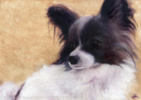 Butterfly dog