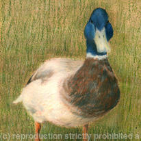 Mallard