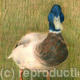 Mallard